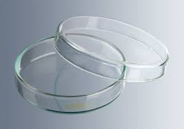 Petri dish